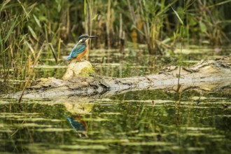 NSG Südliche Leineaue, Laatzen (Alcedo atthis), Germany, Europe