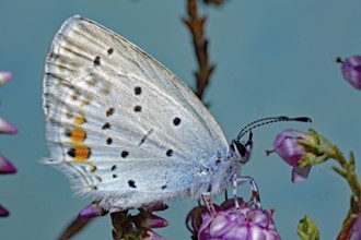 Short tailed blue Cupid (Cupido argiades)