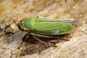 Green leafhopper (Cicadella viridis), Sippenauer Moor, Bavaria (Tettigella viridis), Germany,