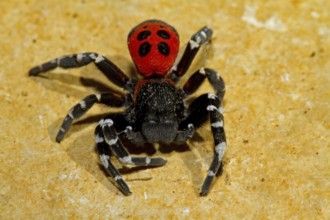 Red tube spider, ladybird spider (Eresus sandaliatus)