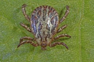 Marsh tick (Dermacentor reticulatus), male