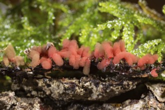 Carnival candy slime mold (Arcyria denudata)