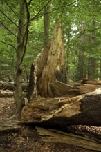 Primeval Forest Watzlik-Hain, Bavarian Forest