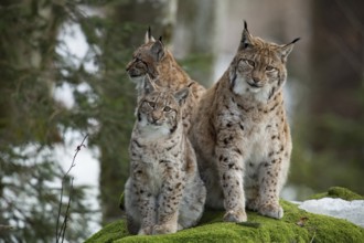 Eurasian lynx (Lynx lynx) and cubs