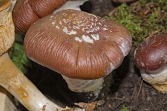 Goliath webcap (Cortinarius praestans)