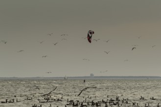 Water birds watching kitesurfers, Baltic Sea, Grömitz, Germany, Europe