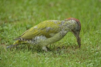 European green woodpecker (Picus viridis), young male
