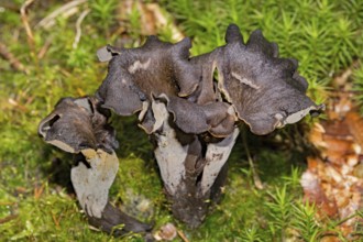 Horn of Plenty (Craterellus cornucopioides)