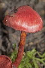 Blood red redcap (Cortinarius sanguineus)