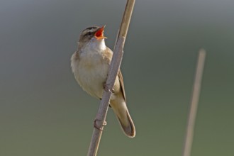 Sedge warbler (Acrocephalus schoenobaenus)