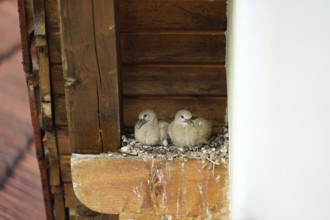 Pigeons, young birds in nest, pigeon nest on farmhouse, Bavaria, Germany, Europe