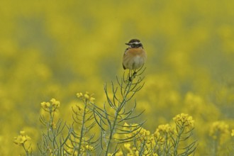 Whinchat (Saxicola rubetra)
