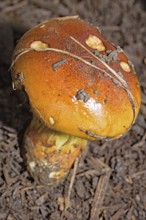 Stinking slimehead (Cortinarius mussivus)