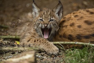 Eurasian lynx (Lynx lynx) with young