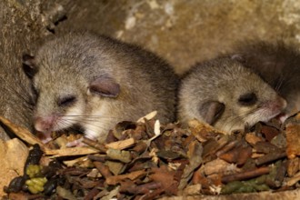 Edible dormouse (Glis glis), youngs in bird nesting box