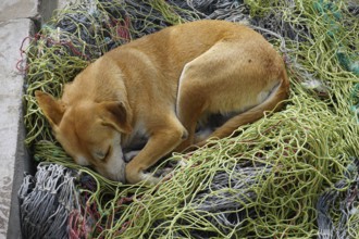 Dog sleeping in fishing net, Mindelo, Sao Vicente Island, Cape Verde, Africa