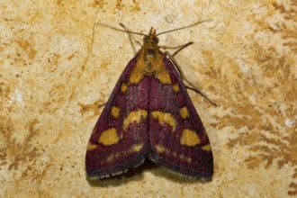 Mint moth (Pyrausta aurata), stone slab, trace fossils