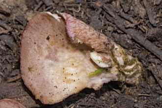 Pig's ears (Gomphus clavatus)