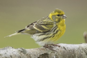 Serin (Serinus serinus), male