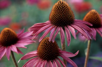Red coneflower (coneflower (Echinacea), flowers purpurea
