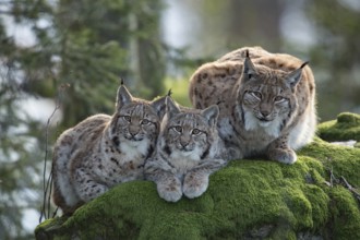 Eurasian lynx (Lynx lynx) and cubs