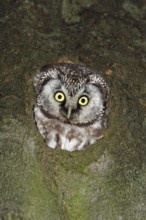 Tengmalm's Owl (Aegolius funereus), Lower Saxony, Germany, Europe