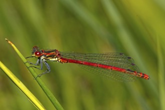 Large blue-tailed damselfly (Pyrrhosoma nymphula)