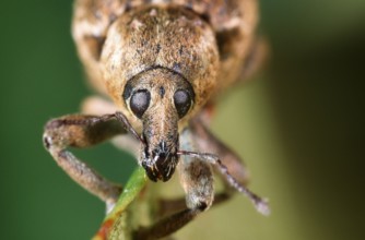 Weevil, weevil