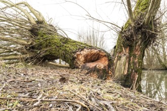 NSG Südliche Leineaue, Laatzen, trees felled by beaver (Castor fiber)