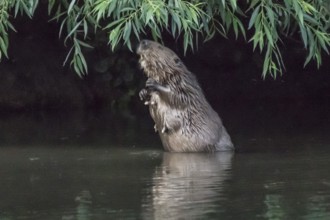 Female beaver (Castor fiber) eats willow leaves, Hannover, Ihme Umfluter Schneller Graben, Lower