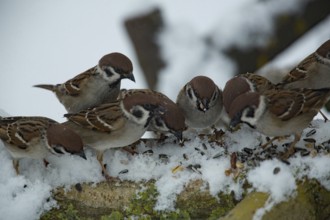 Eurasian tree sparrows (Passer montanus)