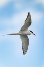Arctic tern (Sterna paradisaea), Germany, Schleswig-Holstein, Holstein Switzerland nature park