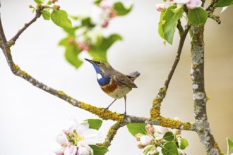 Bluethroat (Luscinia svecica cyanecula) ml Germany