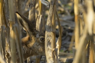 European hare (Lepus europaeus), portrait, field, Lower Austria