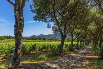 Pine avenue on the road from Porto Azzurro to Portoferraio, Elba Island, Tuscan Archipelago