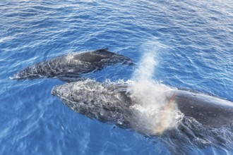 A Humpback Whales family surfacing and exhaling, Hervey Bay, Queensland, Australia, Oceania
