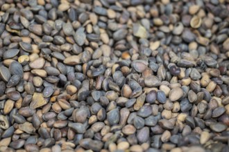 Zirbel nuts, North Rhine-Westphalia, Germany, Europe