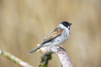 Reed bunting (Emberiza schoeniclus) ml Germany