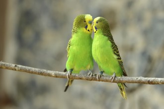 Budgerigar (Melopsittacus undulatus), adult, natural colours, pair on a branch, social behaviour,