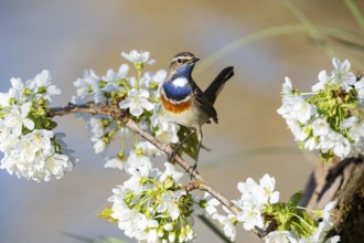 Bluethroat (Luscinia svecica cyanecula) ml Germany