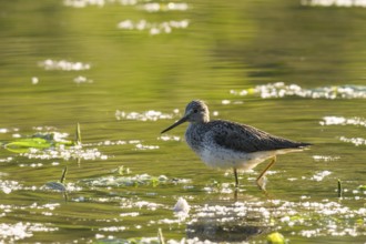Greenshank (Tringa nebularia), walking, water, backlight, Lower Austria