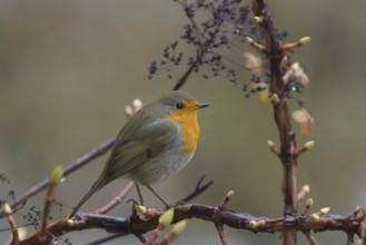 Robin (Erithacus rubecula), branch, bushes, Lower Austria