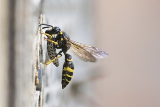 Large stem wasp (Symmorphus murarius) with a preyed leaf beetle larva (Chrysomelidae) in front of