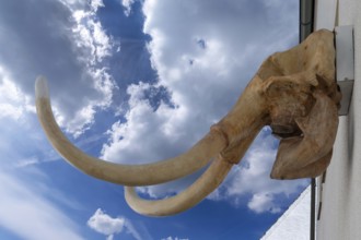 Mammoth skull on a house, Gößweinstein, Upper Franconia, Bavaria, Germany, Europe