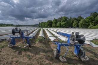 Foil lifter in front of an asparagus field covered with foil, Eckental, Middle Franconia, Bavaria,
