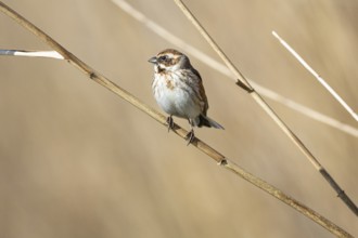 Reed bunting (Emberiza schoeniclus) wbl Germany