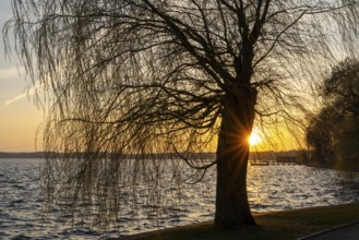 Sunset at the Müritz, willow tree with sun star, Waren, Müritz, Mecklenburg Lake District,