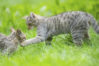 European wildcat (Felis silvestris silvestris) on a meadow, Hesse, Germany, Europe
