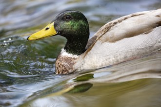 Mallard (Anas platyrhynchos) Germany