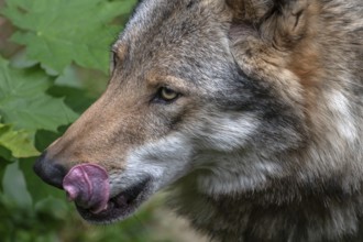 Portrait of wolf (Lupus), wildlife park, Bavaria, Germany, Europe